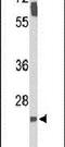 Survival Motor Neuron Domain Containing 1 antibody, PA5-26379, Invitrogen Antibodies, Western Blot image 