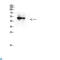 GATA Binding Protein 2 antibody, LS-C814219, Lifespan Biosciences, Western Blot image 