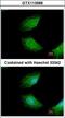 Cytokine Induced Apoptosis Inhibitor 1 antibody, LS-C186341, Lifespan Biosciences, Immunocytochemistry image 