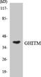 Growth hormone-inducible transmembrane protein antibody, LS-C291987, Lifespan Biosciences, Western Blot image 