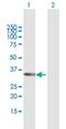 T-Box 20 antibody, H00057057-B01P, Novus Biologicals, Western Blot image 