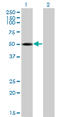 Thyroid Hormone Receptor Interactor 6 antibody, LS-C198369, Lifespan Biosciences, Western Blot image 