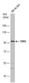 Oligodendrocyte Myelin Glycoprotein antibody, GTX114599, GeneTex, Western Blot image 