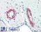 Coagulation Factor VIII antibody, LS-B3124, Lifespan Biosciences, Immunohistochemistry frozen image 