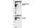 P21 (RAC1) Activated Kinase 3 antibody, 2606P, Cell Signaling Technology, Western Blot image 