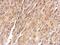 Fibrinogen Like 1 antibody, PA5-30030, Invitrogen Antibodies, Immunohistochemistry paraffin image 