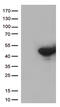 VH3 antibody, LS-C792635, Lifespan Biosciences, Western Blot image 