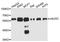 Cell Division Cycle 25C antibody, STJ112217, St John