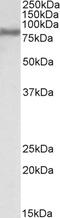 Acyl-CoA Synthetase Long Chain Family Member 4 antibody, LS-B4440, Lifespan Biosciences, Western Blot image 