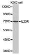 IL-23 receptor antibody, LS-C192978, Lifespan Biosciences, Western Blot image 