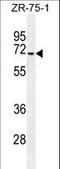 HAUS Augmin Like Complex Subunit 3 antibody, LS-C166794, Lifespan Biosciences, Western Blot image 