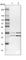 Chromosome 9 Open Reading Frame 78 antibody, HPA021216, Atlas Antibodies, Western Blot image 