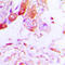 Aquaporin 5 antibody, LS-C351837, Lifespan Biosciences, Immunohistochemistry paraffin image 