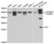 Interleukin 27 antibody, abx004213, Abbexa, Western Blot image 