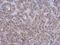 Serine palmitoyltransferase 2 antibody, NBP2-20308, Novus Biologicals, Immunohistochemistry frozen image 
