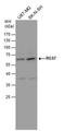 Regulator Of G Protein Signaling 7 antibody, PA5-78150, Invitrogen Antibodies, Western Blot image 