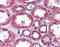 TBC1 Domain Family Member 1 antibody, 26-976, ProSci, Immunohistochemistry frozen image 