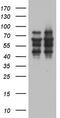 Zinc Finger Protein 34 antibody, TA803596, Origene, Western Blot image 