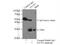 Synaptonemal Complex Protein 3 antibody, 23024-1-AP, Proteintech Group, Immunoprecipitation image 