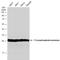 Triosephosphate Isomerase 1 antibody, NBP1-31470, Novus Biologicals, Western Blot image 