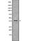 Glycerol-3-Phosphate Dehydrogenase 1 antibody, abx215678, Abbexa, Western Blot image 