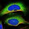 YTH Domain Containing 2 antibody, NBP1-85089, Novus Biologicals, Immunofluorescence image 