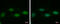 DNA Methyltransferase 3 Like antibody, GTX115985, GeneTex, Immunofluorescence image 