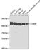 Cartilage Oligomeric Matrix Protein antibody, 19-873, ProSci, Western Blot image 