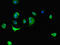 Dynein Axonemal Light Chain 4 antibody, LS-C396389, Lifespan Biosciences, Immunofluorescence image 
