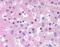 Solute Carrier Family 25 Member 47 antibody, MBS420048, MyBioSource, Immunohistochemistry paraffin image 