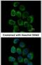 Dystroglycan 1 antibody, PA5-28179, Invitrogen Antibodies, Immunofluorescence image 