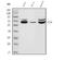 Serine/threonine-protein kinase PINK1, mitochondrial antibody, A00201-2, Boster Biological Technology, Western Blot image 