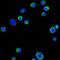 Integrin Subunit Beta 2 antibody, MA5-15517, Invitrogen Antibodies, Immunofluorescence image 