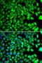 BLOC-1 Related Complex Subunit 7 antibody, MBS129938, MyBioSource, Immunofluorescence image 