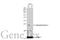 Adenylate Kinase 1 antibody, GTX106079, GeneTex, Western Blot image 