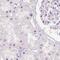 N-Terminal EF-Hand Calcium Binding Protein 2 antibody, PA5-53127, Invitrogen Antibodies, Immunohistochemistry frozen image 