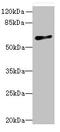 Probable G-protein coupled receptor 75 antibody, CSB-PA009829LA01HU, Cusabio, Western Blot image 