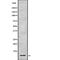 High Mobility Group Nucleosome Binding Domain 1 antibody, PA5-67987, Invitrogen Antibodies, Western Blot image 