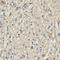 Rac GTPase Activating Protein 1 antibody, LS-C333966, Lifespan Biosciences, Immunohistochemistry paraffin image 