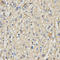 Rac GTPase-activating protein 1 antibody, LS-C333966, Lifespan Biosciences, Immunohistochemistry paraffin image 