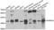 TNF Receptor Superfamily Member 4 antibody, LS-C349193, Lifespan Biosciences, Western Blot image 