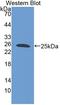 BMP/Retinoic Acid Inducible Neural Specific 3 antibody, LS-C373850, Lifespan Biosciences, Western Blot image 