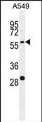 Paralemmin 3 antibody, PA5-71577, Invitrogen Antibodies, Western Blot image 