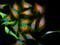Parkinsonism Associated Deglycase antibody, M00757-1, Boster Biological Technology, Immunohistochemistry paraffin image 