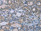 Homer Scaffold Protein 1 antibody, CSB-PA327528, Cusabio, Immunohistochemistry frozen image 