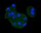 Mitogen-Activated Protein Kinase Kinase 3 antibody, A02916-1, Boster Biological Technology, Immunocytochemistry image 