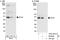 Pseudouridine Synthase 1 antibody, A301-651A, Bethyl Labs, Western Blot image 