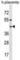 Pregnancy Specific Beta-1-Glycoprotein 6 antibody, abx030714, Abbexa, Western Blot image 