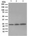 RAB5A, Member RAS Oncogene Family antibody, ab109534, Abcam, Western Blot image 