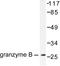 Granzyme B antibody, LS-C176047, Lifespan Biosciences, Western Blot image 